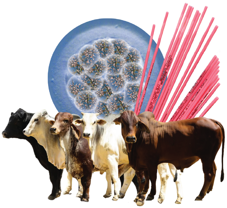National Herd Transformation Drive