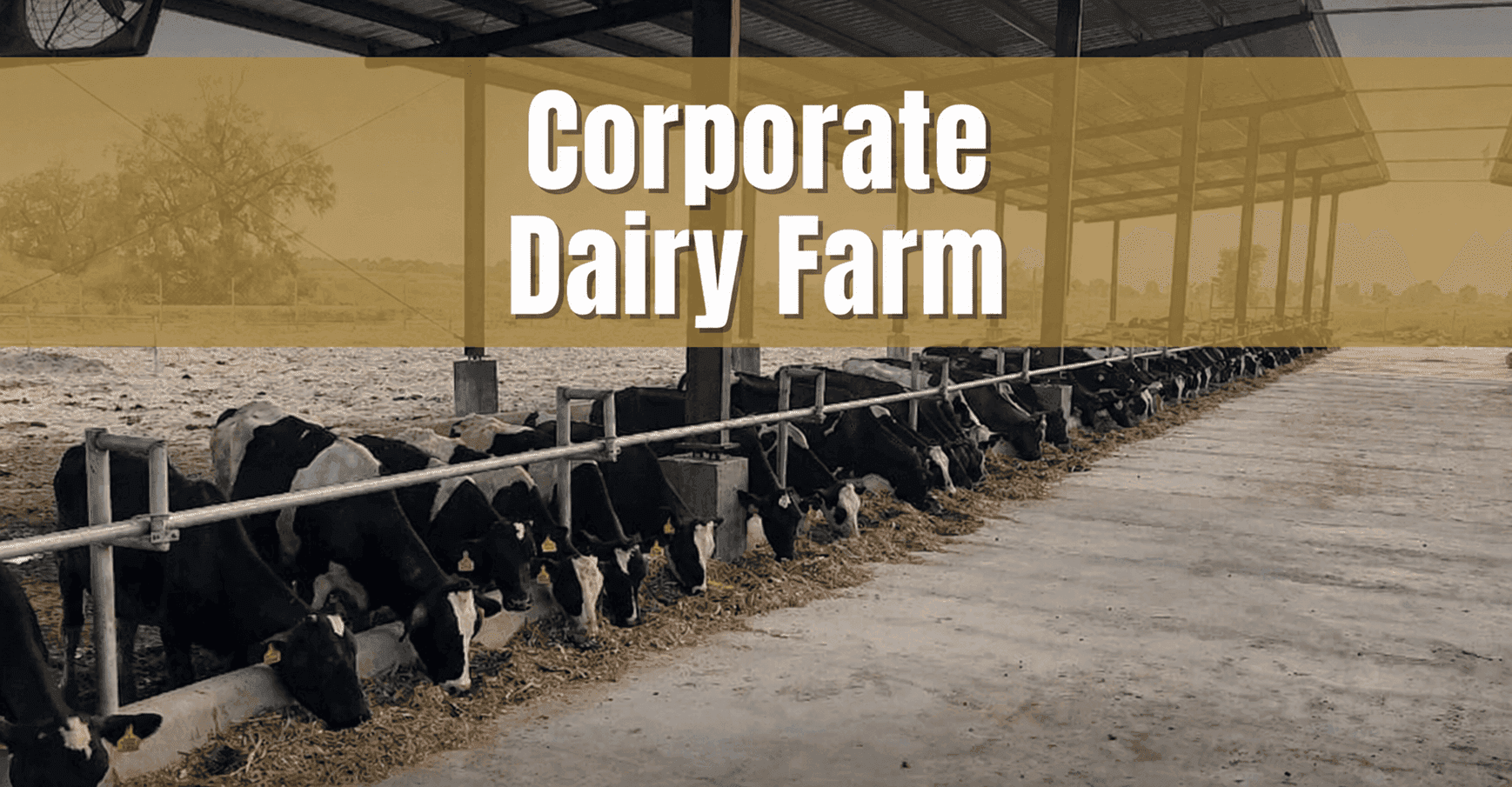 Corporate Dairy Farm