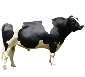 Friesian