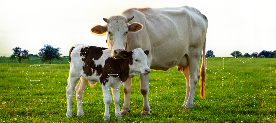 Superior Genetic Calves