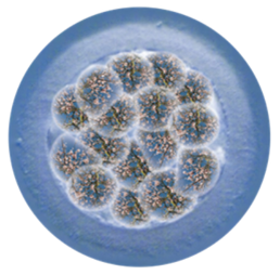 In Vitro Fertilization (Embryos)