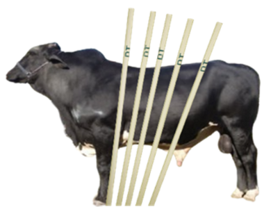 Conventional / Sexed Semen Straws